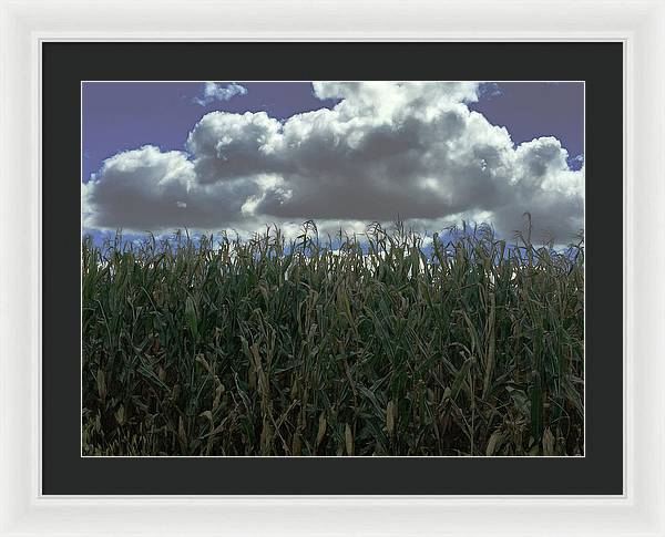Illinois Corn - Framed Print