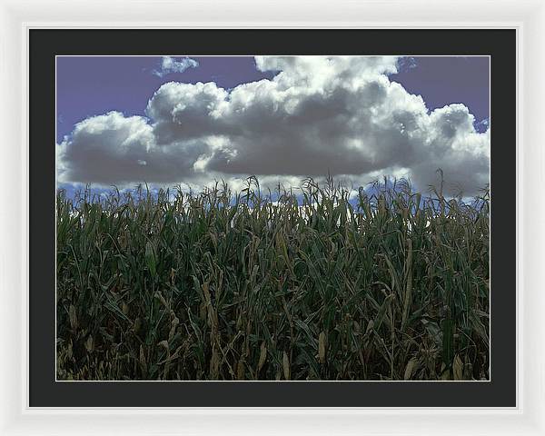 Illinois Corn - Framed Print