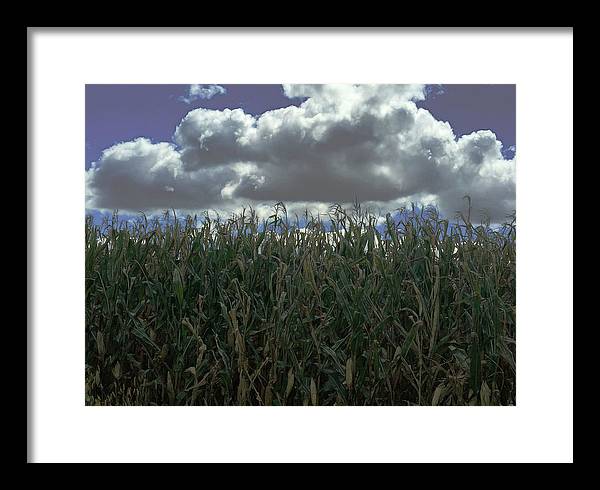 Illinois Corn - Framed Print