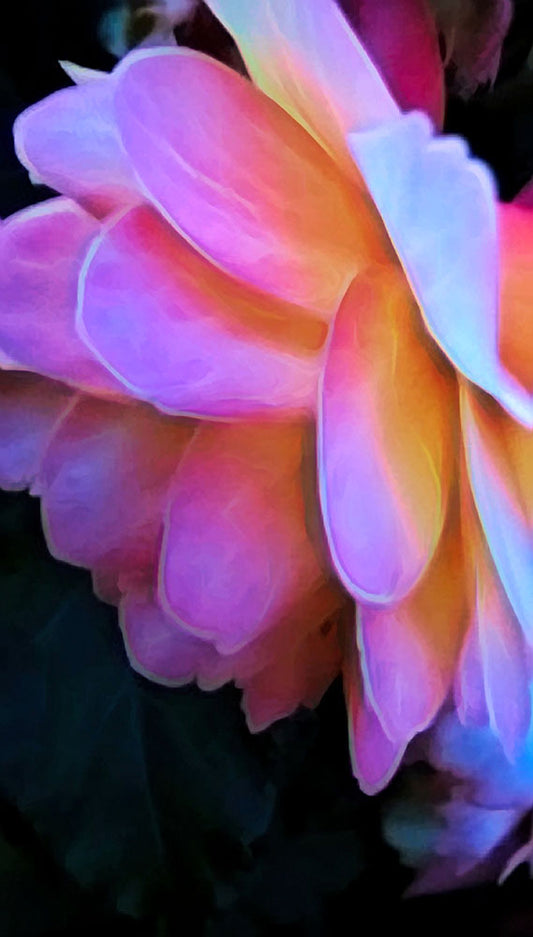 Large Pink Flower Drooping Digital Image Download