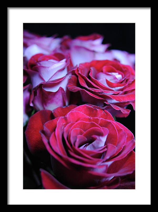 Latin Dancer Rose Group - Framed Print
