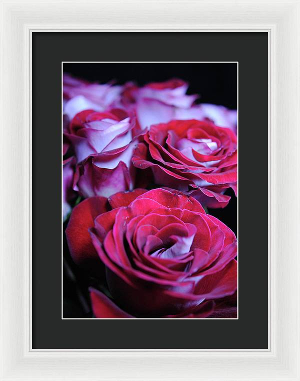 Latin Dancer Rose Group - Framed Print