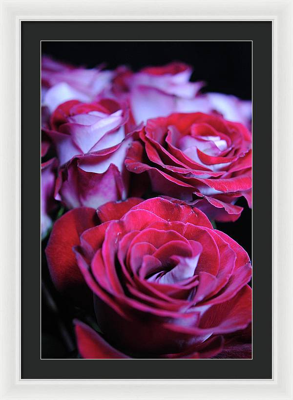 Latin Dancer Rose Group - Framed Print