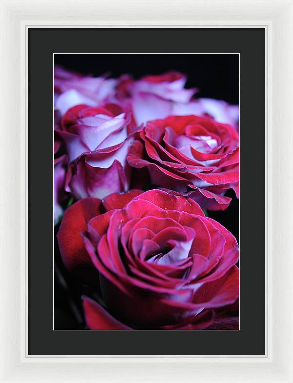 Latin Dancer Rose Group - Framed Print