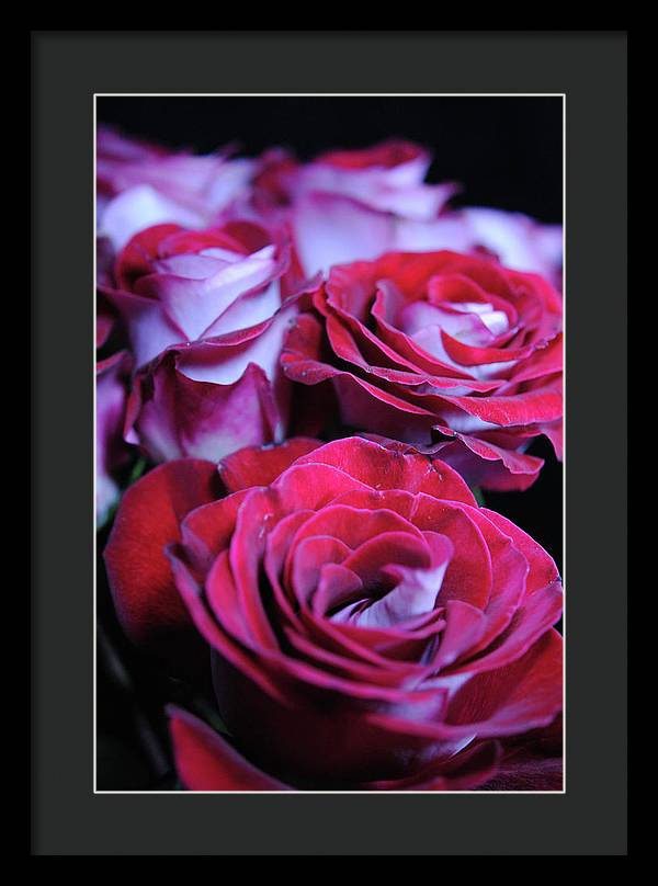 Latin Dancer Rose Group - Framed Print