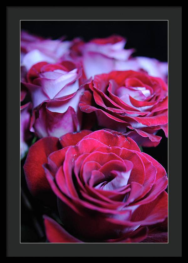 Latin Dancer Rose Group - Framed Print
