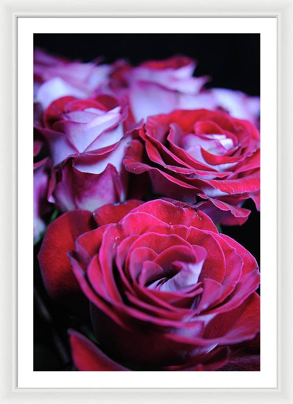 Latin Dancer Rose Group - Framed Print