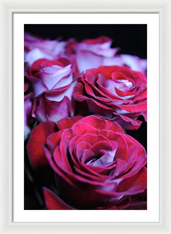 Latin Dancer Rose Group - Framed Print