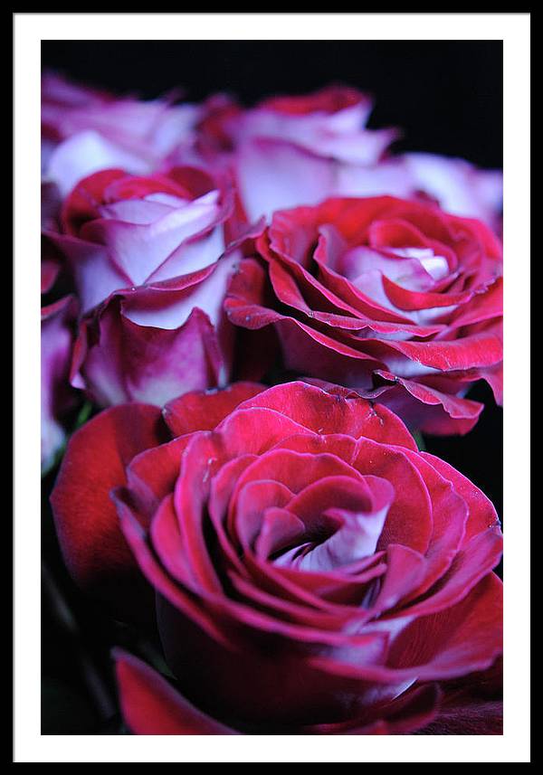 Latin Dancer Rose Group - Framed Print