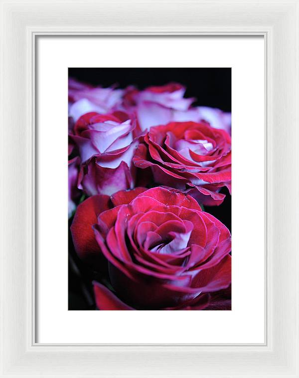 Latin Dancer Rose Group - Framed Print
