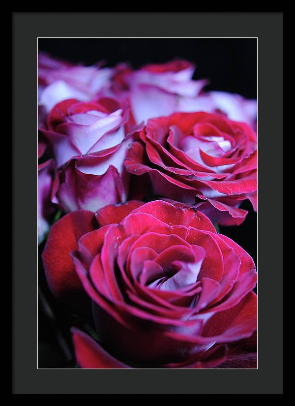 Latin Dancer Rose Group - Framed Print