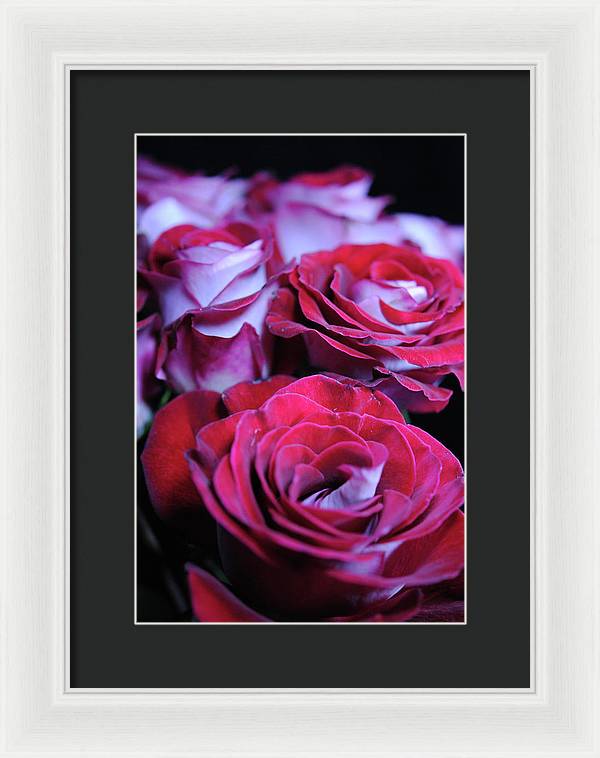 Latin Dancer Rose Group - Framed Print