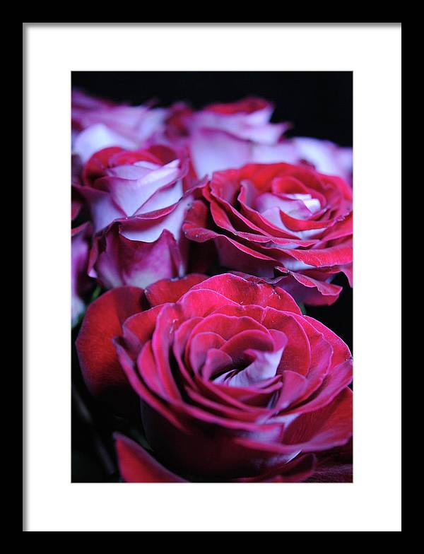 Latin Dancer Rose Group - Framed Print