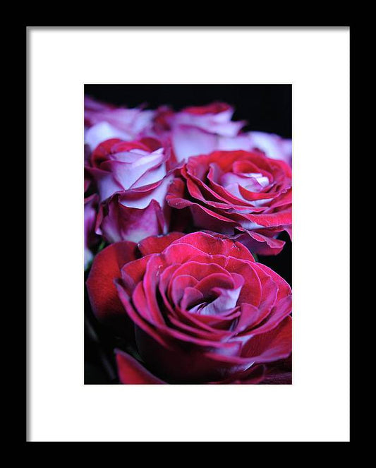 Latin Dancer Rose Group - Framed Print
