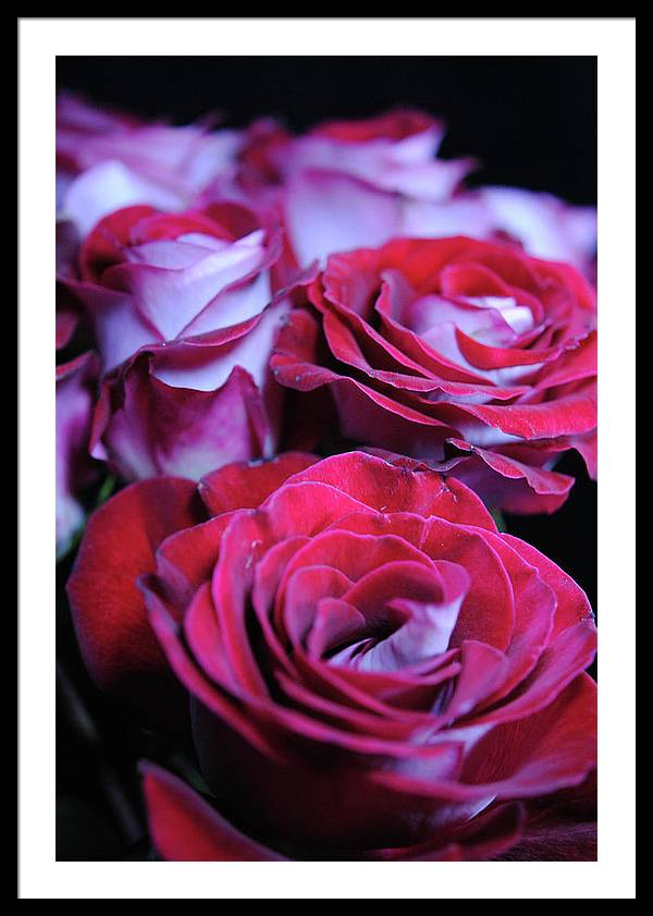 Latin Dancer Rose Group - Framed Print