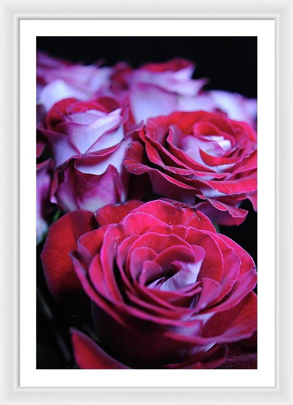 Latin Dancer Rose Group - Framed Print
