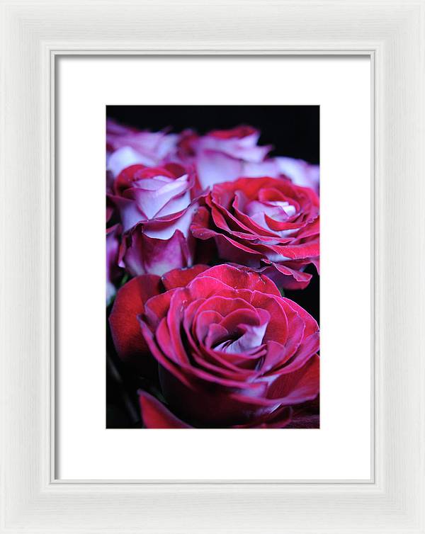Latin Dancer Rose Group - Framed Print
