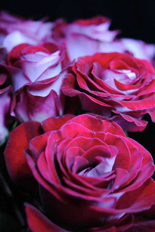 Latin Dancer Rose Group - Art Print