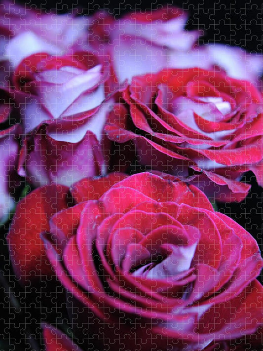 Latin Dancer Rose Group - Puzzle