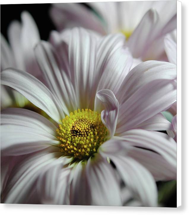 Light Lavender Daisies - Canvas Print