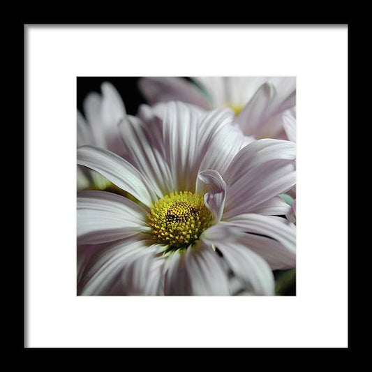 Light Lavender Daisies - Framed Print
