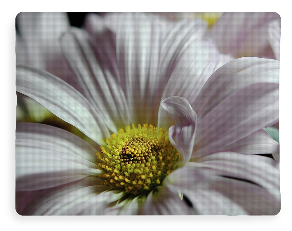 Light Lavender Daisies - Blanket