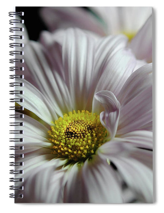 Light Lavender Daisies - Spiral Notebook