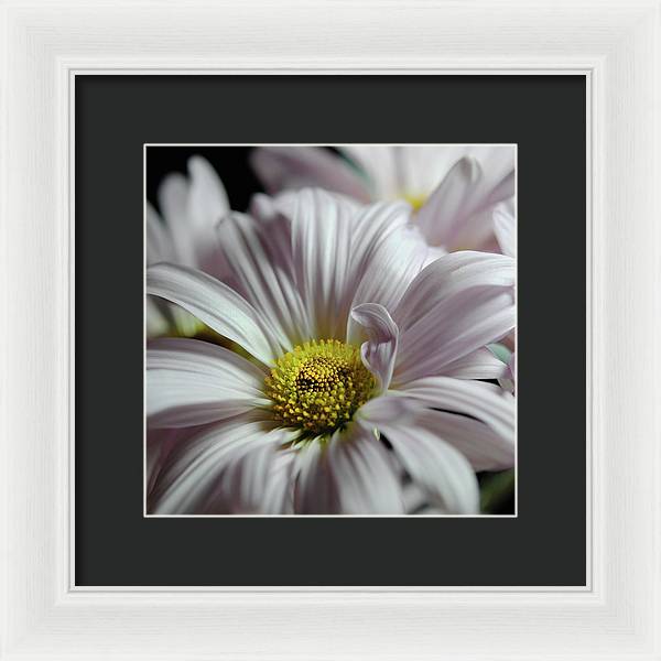 Light Lavender Daisies - Framed Print