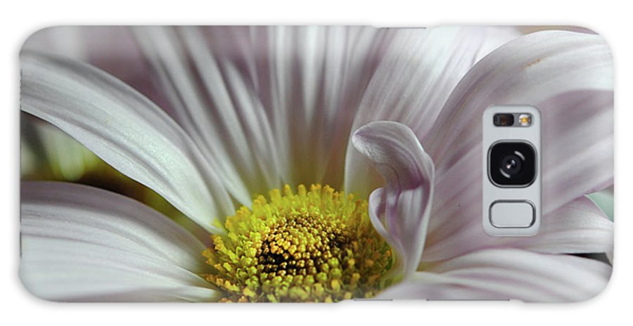 Light Lavender Daisies - Phone Case
