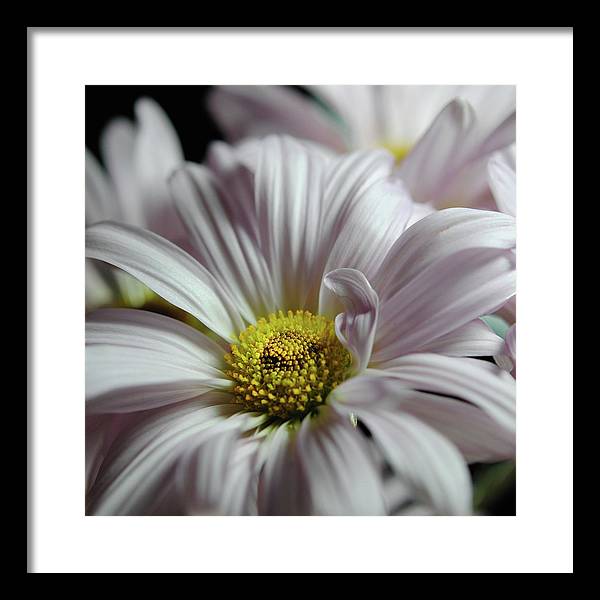 Light Lavender Daisies - Framed Print