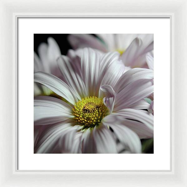 Light Lavender Daisies - Framed Print
