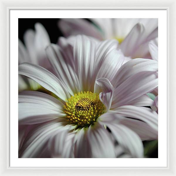 Light Lavender Daisies - Framed Print
