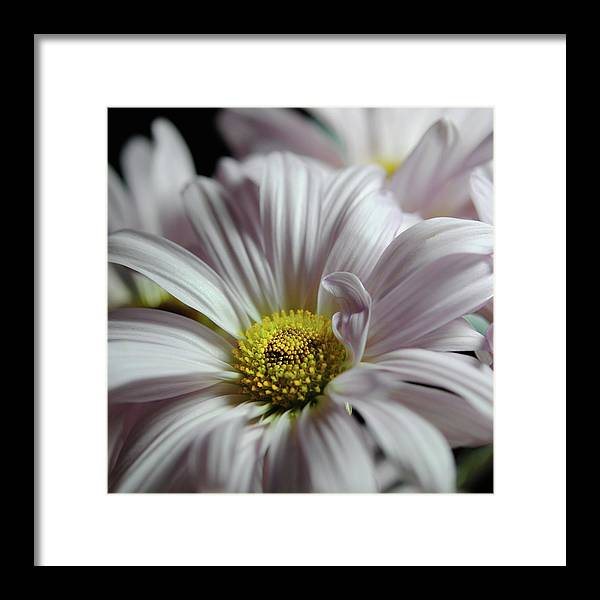 Light Lavender Daisies - Framed Print
