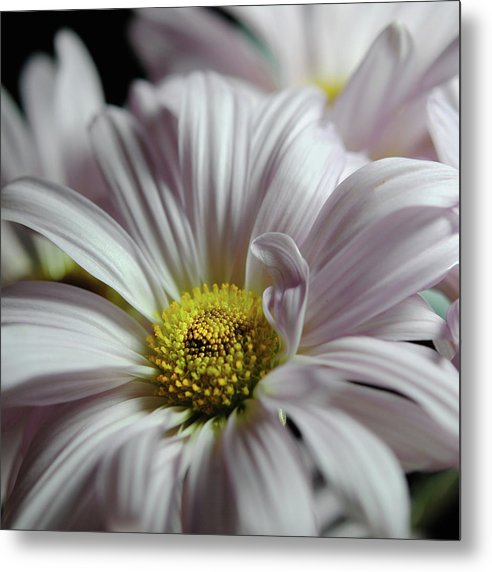 Light Lavender Daisies - Metal Print