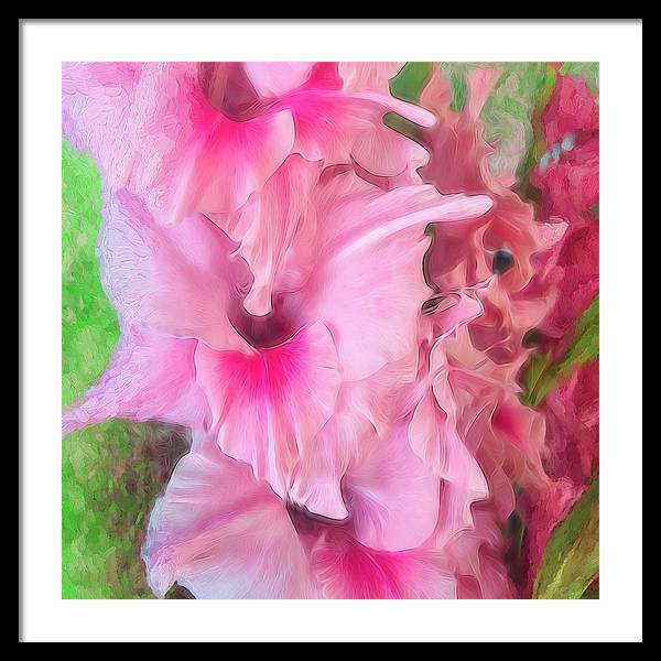Light Pink Gladiolas - Framed Print