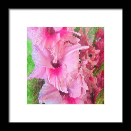 Light Pink Gladiolas - Framed Print