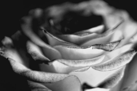 Light Black and White Rose Digital Image Download