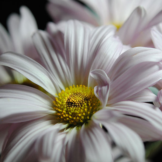 Light Lavender Daisies Digital Image Download