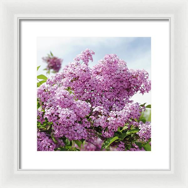 Lilacs With Sky - Framed Print