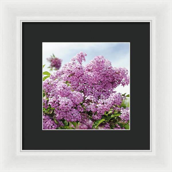 Lilacs With Sky - Framed Print