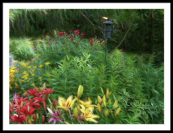Lily Garden - Framed Print
