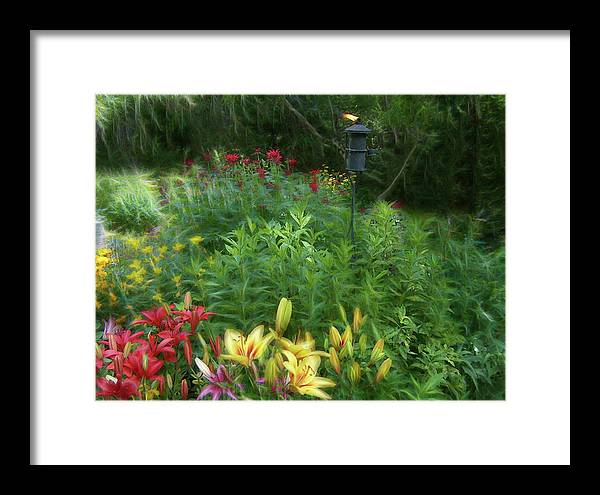 Lily Garden - Framed Print