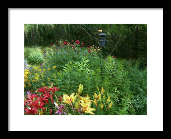 Lily Garden - Framed Print