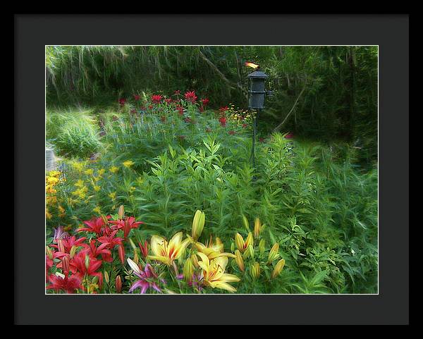 Lily Garden - Framed Print