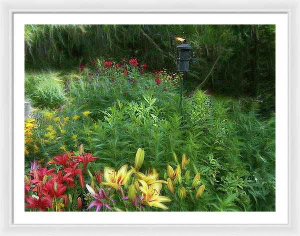 Lily Garden - Framed Print