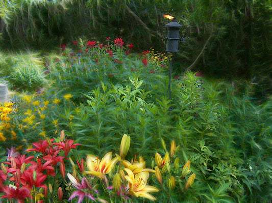 Lily Garden Digital Image Download