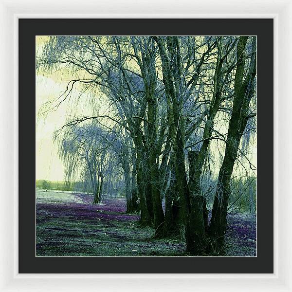 Line of Weeping Willow Trees - Framed Print