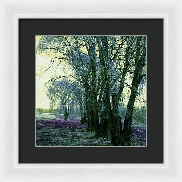 Line of Weeping Willow Trees - Framed Print