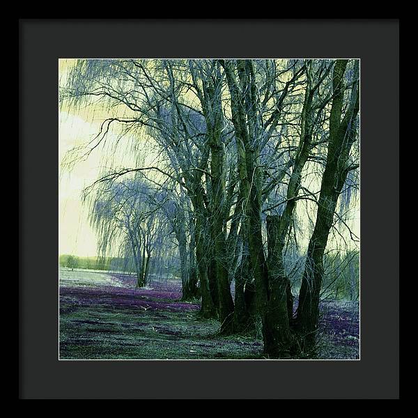 Line of Weeping Willow Trees - Framed Print