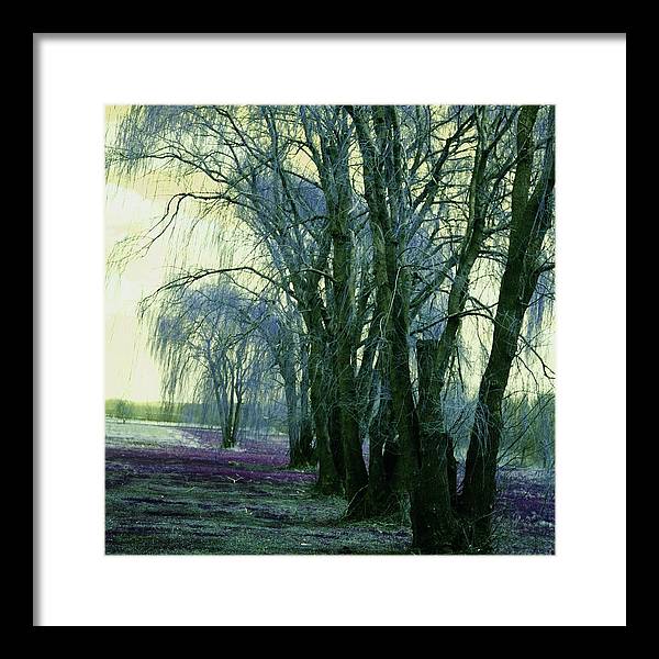 Line of Weeping Willow Trees - Framed Print